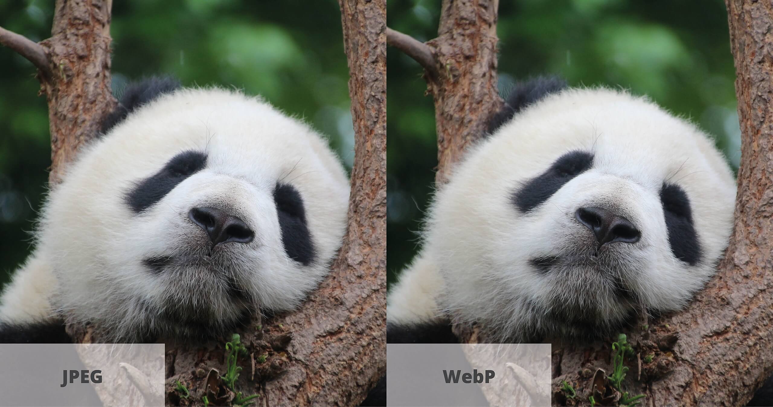 WebP images: why should you use them to improve your website?