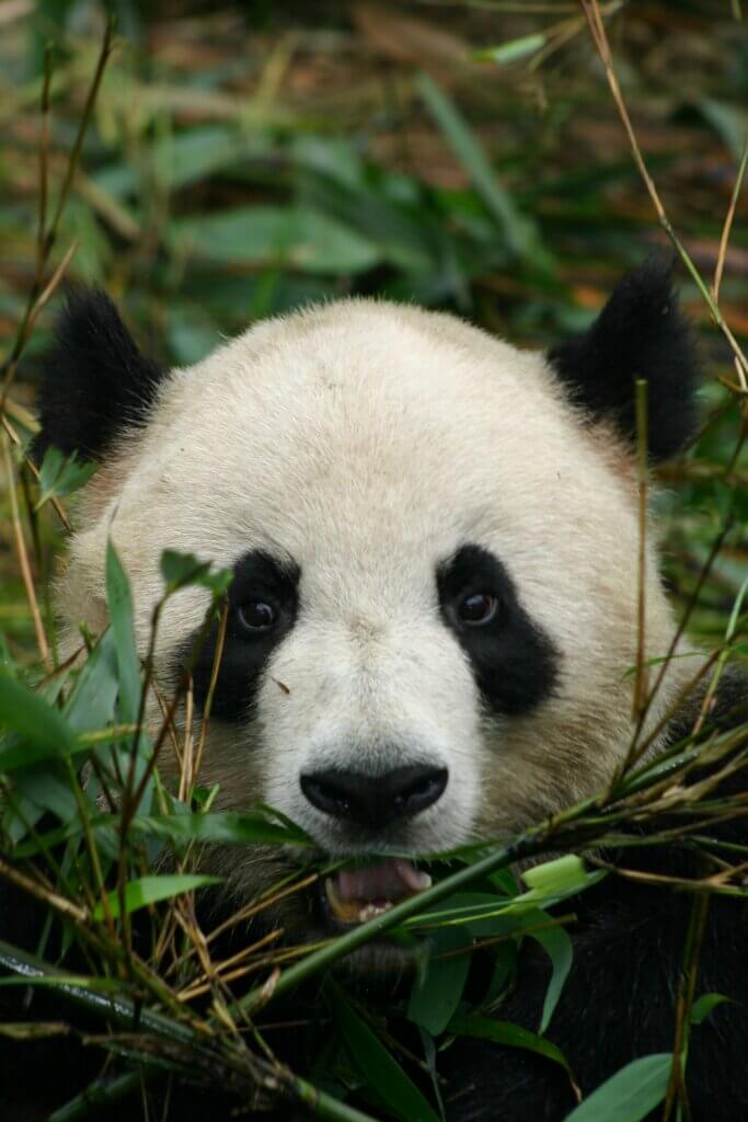 Cute panda image by Peter Burdon in JPEG format.