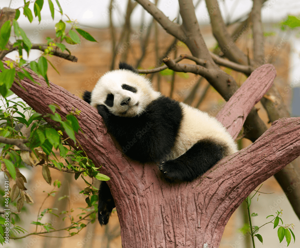 Panda image png
