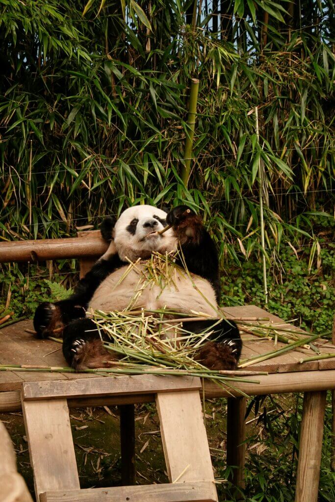 Panda by Hoyoun Lee in JPEG format. Compress images with Tinify's image optimizer. 