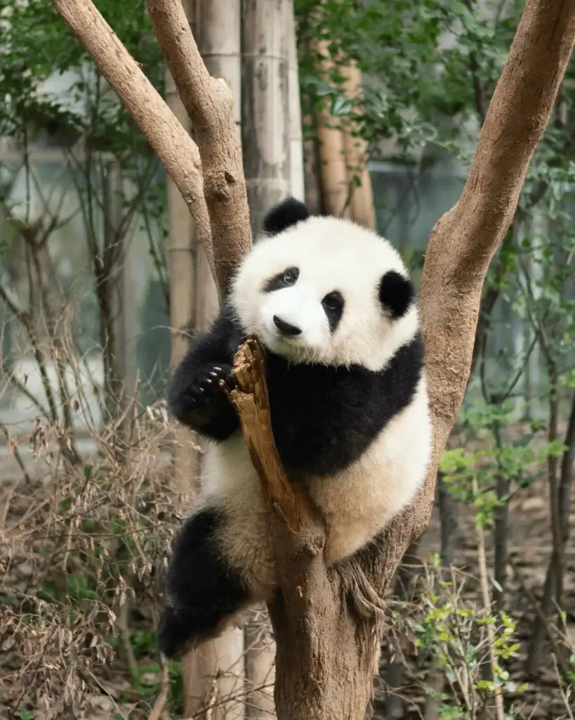 Panda image by Kerry Hu, WebP format